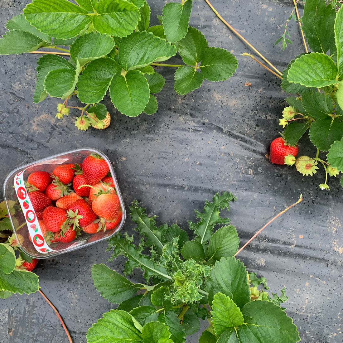 Jack's Strawberry Letter (aged) 23