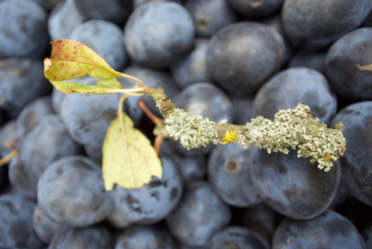 Get the Good January Blues - Preserving the Goodness: Damsons, Blackberries, and Blackcurrants Even Out of Season