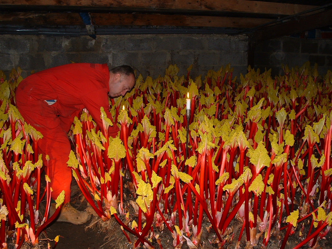 A Guide to Forced Yorkshire Rhubarb