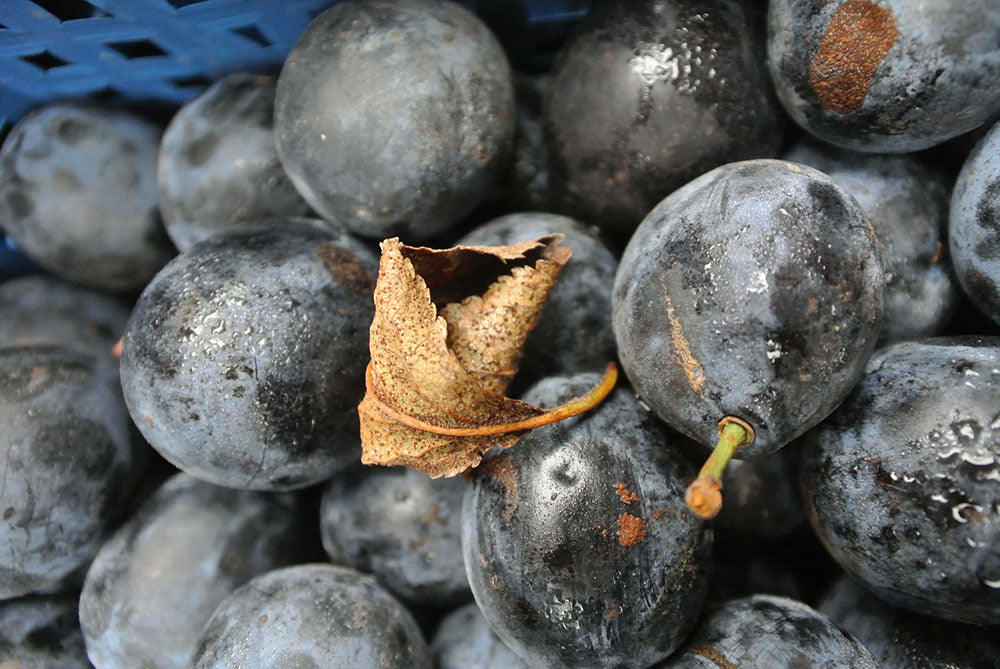 Darling Damson Jam